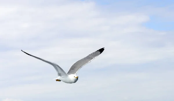 Seagulls accompanying the ferry to Athos — Stock Photo, Image