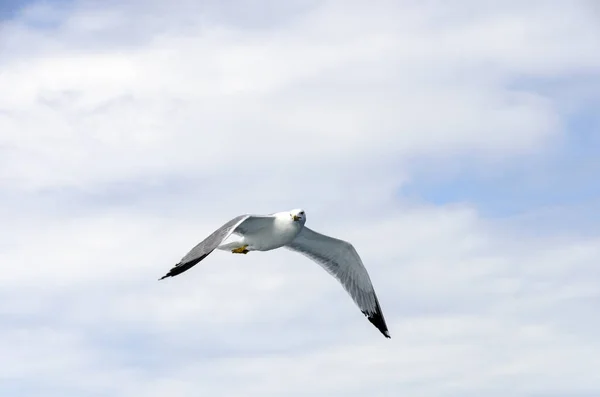 海鸥陪渡轮到阿陀斯山 — 图库照片