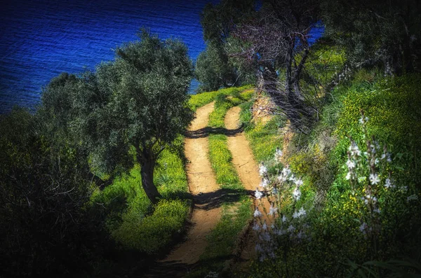 Природа на святой горе Афон — стоковое фото