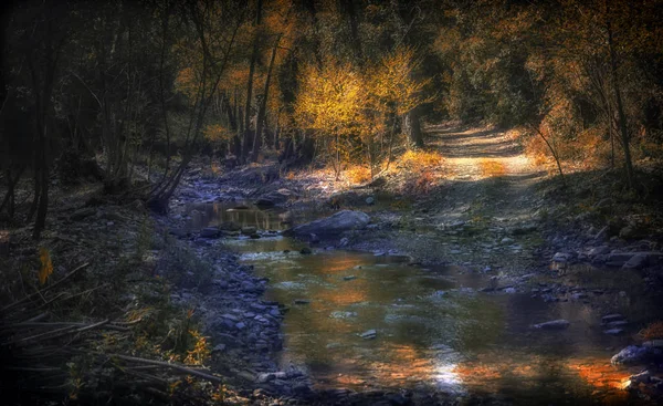숲 속으로 흐르는 물 — 스톡 사진
