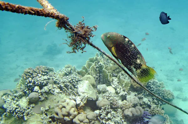 エジプト紅海でのオウムの魚 — ストック写真