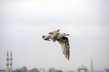 Istanbul uçan martı