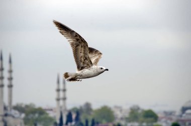 Istanbul uçan martı