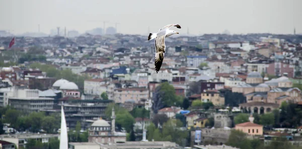 Seagull flying over the Istanbul — Stock Photo, Image