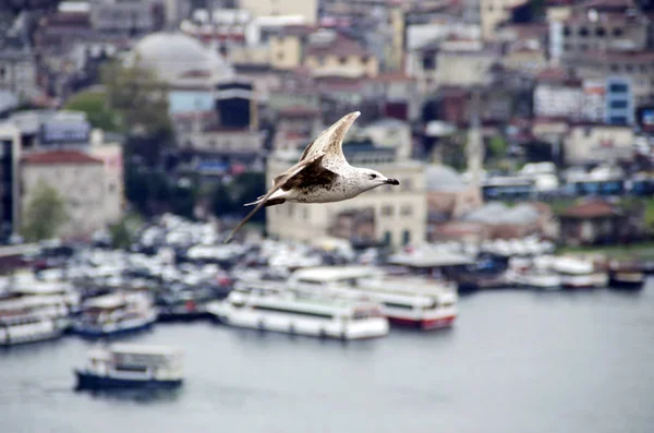 Möwe fliegt über Istanbul — Stockfoto