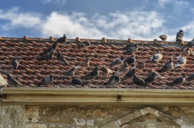 Eski kale çatısında güvercin