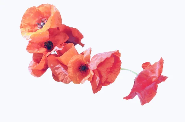 Rode papaver geïsoleerd op wit — Stockfoto