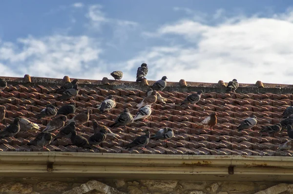 Eski kale çatısında güvercin