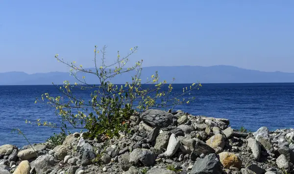 Kutsal Athos Dağı'nın güzel doğa