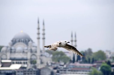 Istanbul içinde uçan martı