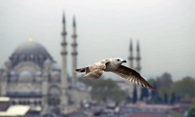 Istanbul içinde uçan martı