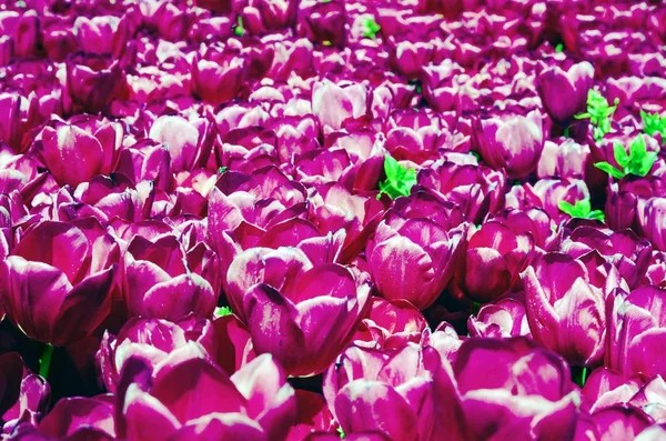 Pola Tulipanów Stambule — Zdjęcie stockowe