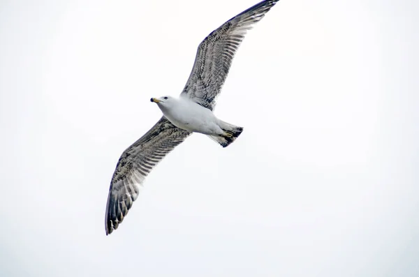 Flying Seagull Grey Sky — Stock Photo, Image