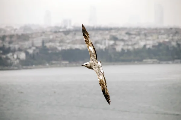 Seagull Flying Istanbul — Stock Photo, Image