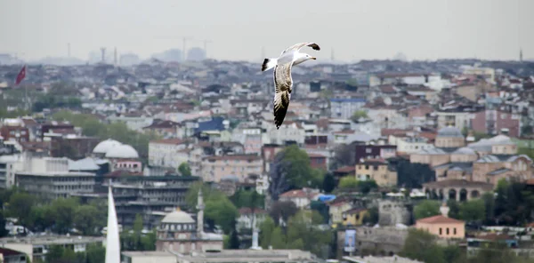 Seagull Flying Istanbul — Stock Photo, Image