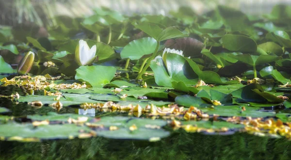 水の上の蓮の花 スイレン のイメージ — ストック写真