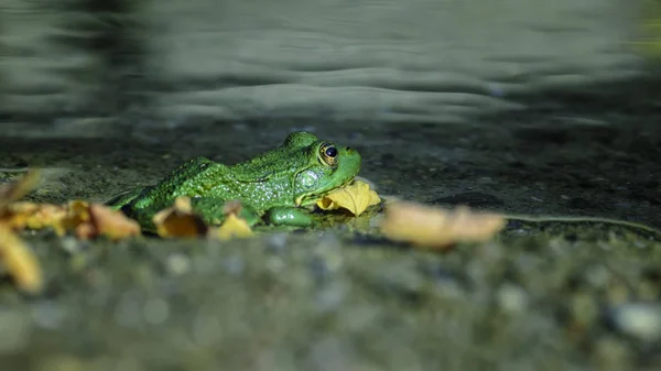 Rana Esculenta Common European Green Frogs Pond — Stock Photo, Image