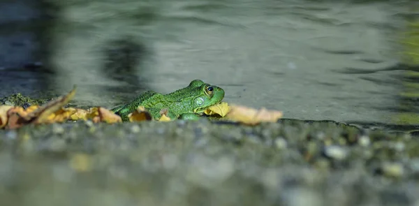 Rana esculenta - common european green frogs in the pond — Stock Photo, Image