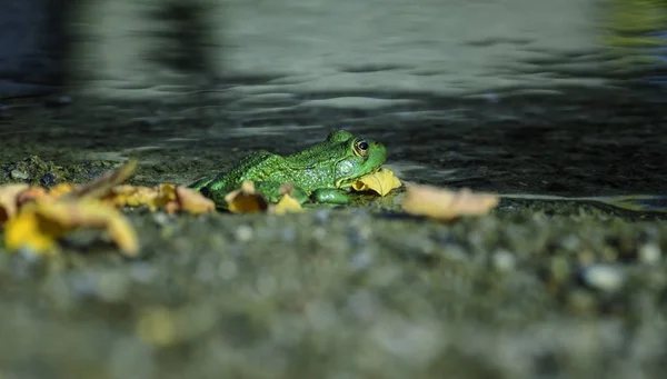 Rana esculenta - common european green frogs in the pond — Stock Photo, Image