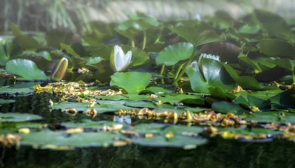 水の上の蓮の花 スイレン のイメージ — ストック写真