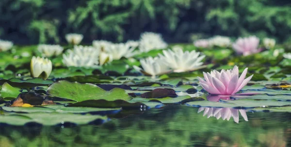 水の上の蓮の花 スイレン のイメージ — ストック写真