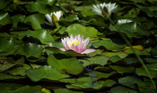 水の上の蓮の花 スイレン のイメージ — ストック写真