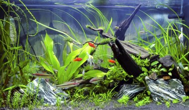 Freshwater aquarium at home clipart