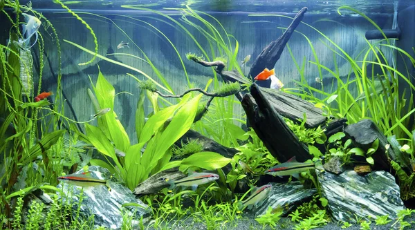 Süßwasser Aquarium Hause — Stockfoto