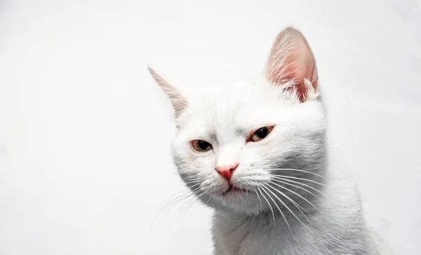 Gato Blanco Aislado Blanco — Foto de Stock