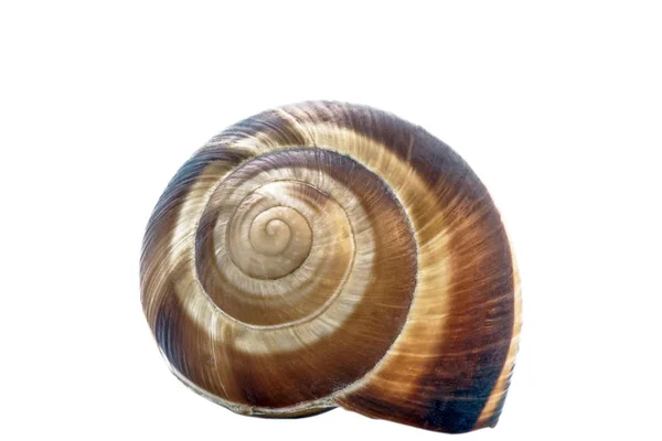 Isolated Shell Helix Isolated White — Stock Photo, Image