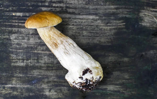 Boletus düz masanın üzerinde yatıyordu