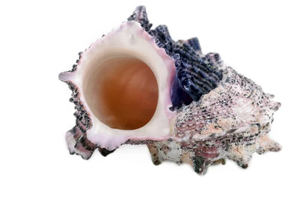 Deniz kabuğu beyaz üzerine izole — Stok fotoğraf