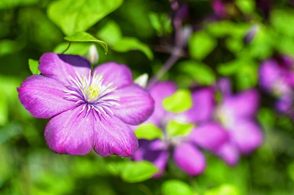 Clematis Bloemen Violet Kleur — Stockfoto