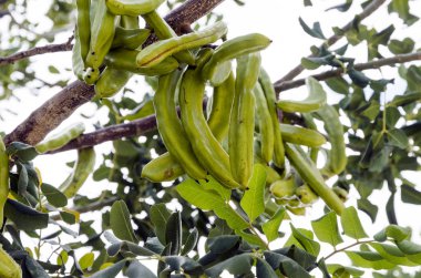 Keçiboynuzu ağacı Kıbrıs Adası 