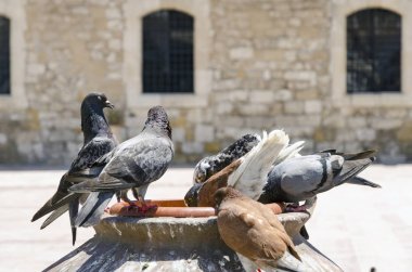 pigeon feedern near Lazarus church clipart