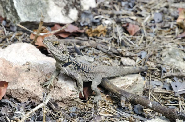 Pequena Iguana Listrada Preta — Fotografia de Stock