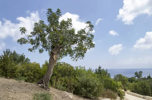 Дерево Рожкового Дерева Кипре — стоковое фото
