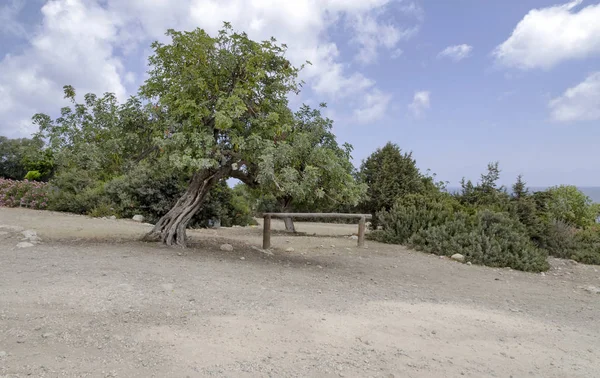 Keçiboynuzu Ağacı Kıbrıs Adası — Stok fotoğraf