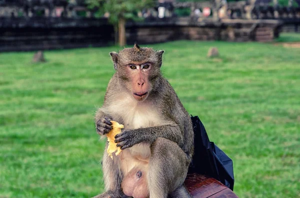 Kambodży Długi Ogon Małpy — Zdjęcie stockowe
