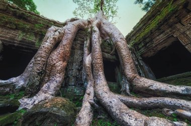 Ta prohm Tapınağı Ağaç kökleri, Angkor Wat, Kamboçya'da kapalı