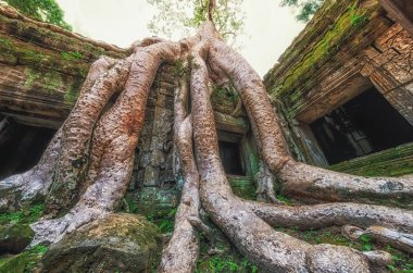 Ta prohm Tapınağı Ağaç kökleri, Angkor Wat, Kamboçya'da kapalı