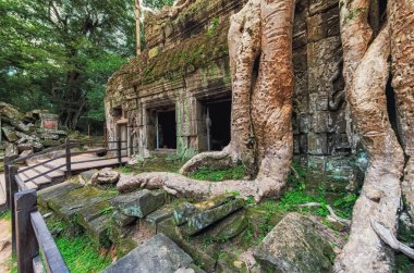 Ta prohm Tapınağı Ağaç kökleri, Angkor Wat, Kamboçya'da kapalı