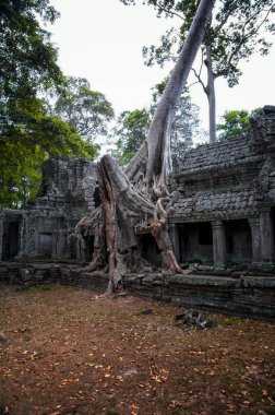 Angkor, Siem Reap, Kamboçya antik Preah Khan tapınak kalıntıları. Preah Khan Tapınağı orman ile yutmuş. Preah Khan inanılmaz popüler bir turistik 's.