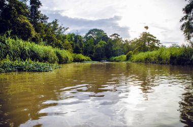 Nehir, Kinabatangan, bazı en farklı konsantrasyon olan Borneo adasında yaban hayatı boyunca turistler bir tekne gezisi.