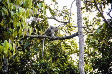 Kinabatangan Nehri, Borneo, Malezya