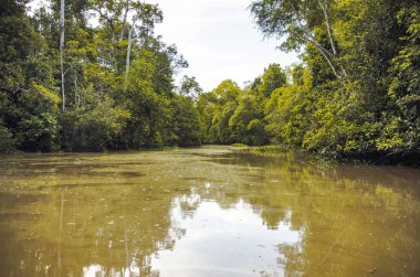 Kinabatangan, Malezya - 09 Mayıs 2013: turist bir tekne gezisi nehir, Kinabatangan, bazı en farklı konsantrasyon olan Borneo adasında yaban hayatı boyunca.