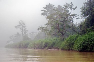 Kinabatangan Nehri, Borneo, Malezya