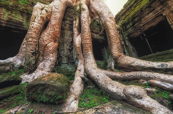 Ta prohm Tapınağı Ağaç kökleri, Angkor Wat, Kamboçya'da kapalı