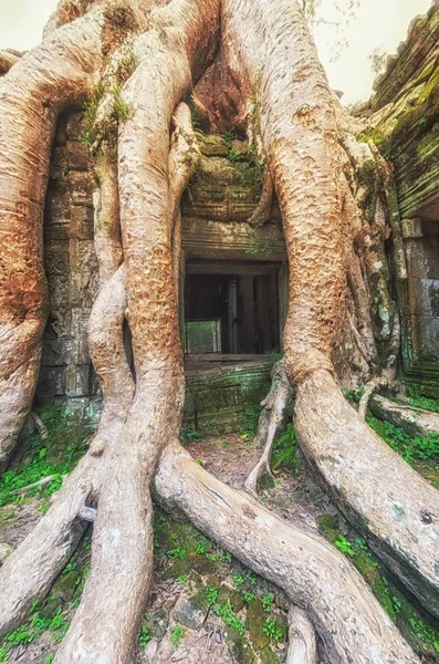 Ta prohm Tapınağı Ağaç kökleri, Angkor Wat, Kamboçya'da kapalı
