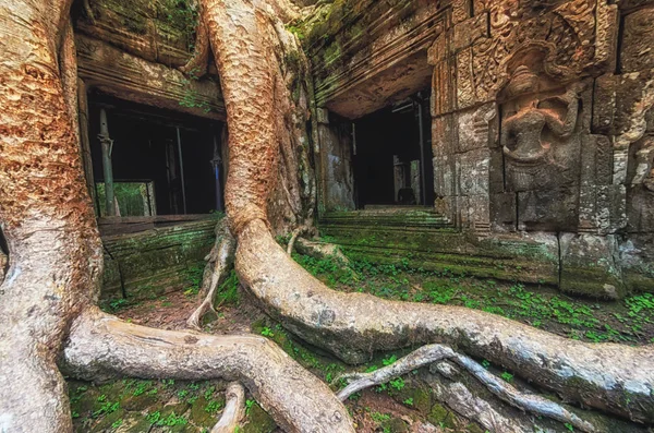 Ta prohm Tapınağı Ağaç kökleri, Angkor Wat, Kamboçya'da kapalı